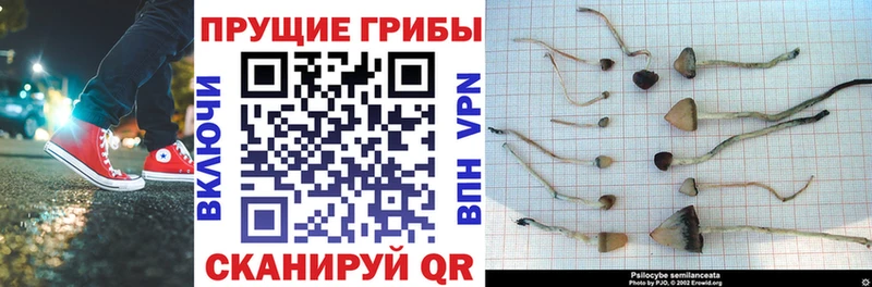 Купить где  Алексин  Псилоцибиновые грибы Psilocybe 